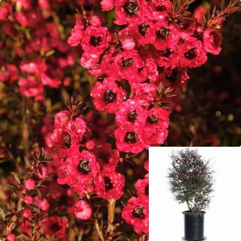 Leptospermum Ruby Glow Scoparium Ruby Plant Glow Red New Zeal Tea Tree 5 Gallon Ht7 Full