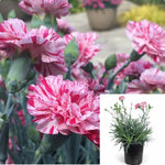 Dianthus Raspberry Surprise 1Gallon Carnation Pink Plant Outdoor Healthy Live Plant Mr7