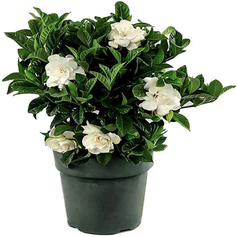 Gardenia Fe Double Mint 1Gallon Pot Live Plant Outdoor Ho7