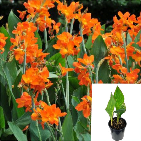 Orange canna 4inches Plant Canna Lily Plant Orange Flower Lily Live Plant Ht7