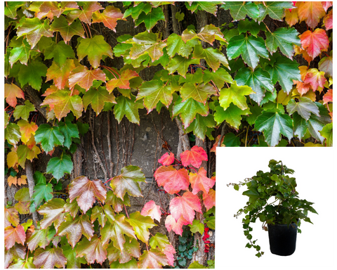 Parthenocissus Veitchii Plant Small Leaved Virginia Creeper Climbers Live Plant 1Gallon Ho7