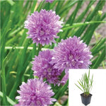 Greenn society chives 4Inches Plant chives Plant Onion chives Live plant Ht7