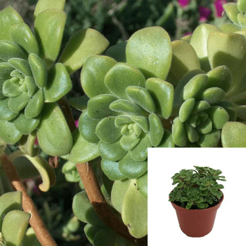 Hen Chicks Succulent Drought Tolerant Echeveria Imbricata Jade Green 4Inches Pot Houselive Plant Ht7 Best