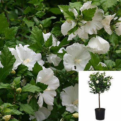 Hibiscus Diana Patio 5Gallon White Plant Rose Of Sharon Live Plant Fr7