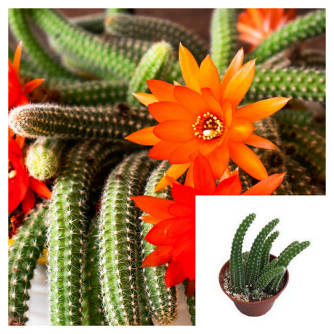 Chamaecereus Silvestrii best  Peanut Christmas Cactus Echinopsis orange red flower Lobivia silvestrii Live Plant Ht7 6" pot