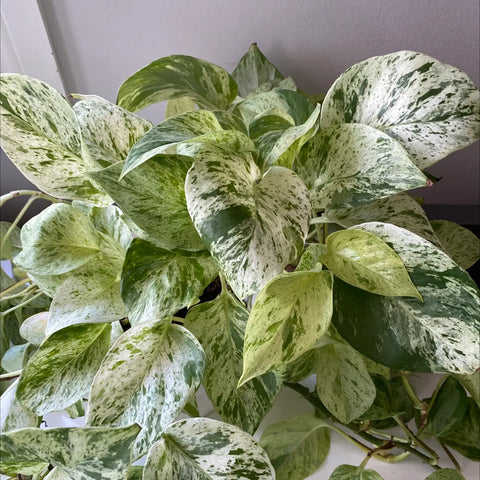 15 Cuttings Marble Queen Snow Live plant Ht7