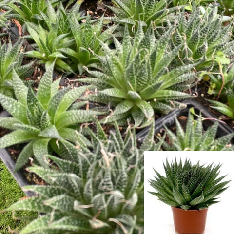 Aristaloe aristata 4 Inches Plant Lace Aloe Plant Slippery one Live Plant Ht7