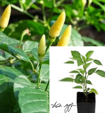 Bird'S Eye Chili White 4 inches Pot Plant Thai Capsicum Frutescence Pepper Super hot heat level Live Plant Ht7