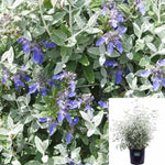 Teucrium Azurium 5Gallon Teucrium Azurium Bush Germander Plant Teucrium Fruticans Tree Germander Shrubby Live Plant Fr7