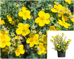 Potentilla Fruticosa Jackmannii 5Gallon Plant Shrubby Cinquefoil Palnt Shrubs Live Plant Ho7