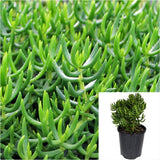 Crassula Miniature Pine Tree Jade Plant Crassula Tetragona 1 Gallon Pot Live Plant Ht7