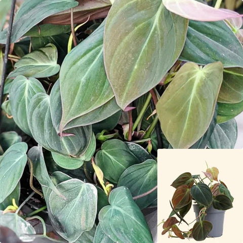 Philodendron 6Inches Plant Micans House Large VineLive Plant Heartleaf Philodendr