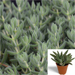 Crassula mesembryanthoides 4 Inches Plant Crassula Moon Glow Plant Pig Ear Crassula Live Plant Ht7