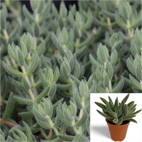 Crassula mesembryanthoides 4 Inches Plant Crassula Moon Glow Plant Pig Ear Crassula Live Plant Ht7