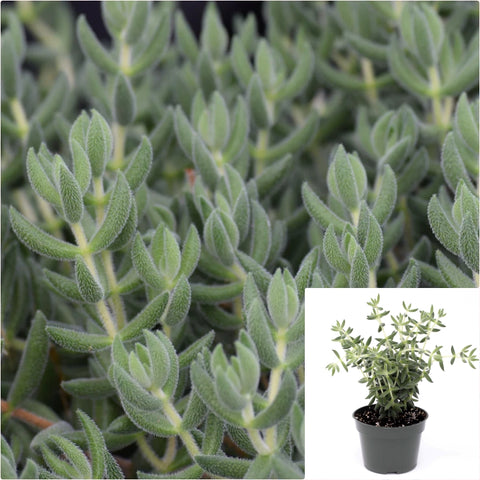 Crassula mesembryanthoides 6 Inches Plant Crassula Moon Glow Plant Pig Ear Crassula Live Plant Ht7