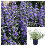 Caryopteris Blue Mist 5Gallon Plant Dark Knight Spirea Palnt Shrubs Live Plant Ho7