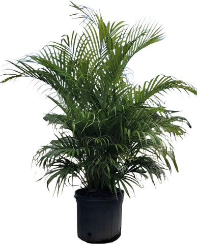 Butterfly Areca Palms 7Gallon Golden Butterfly Palm Plant Bamboo Palm Tree Live Plant Ht7