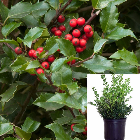 Ilex Nana 5Gallon Dwarf Vomitoria Yaupon Holly Live Plant Fr7