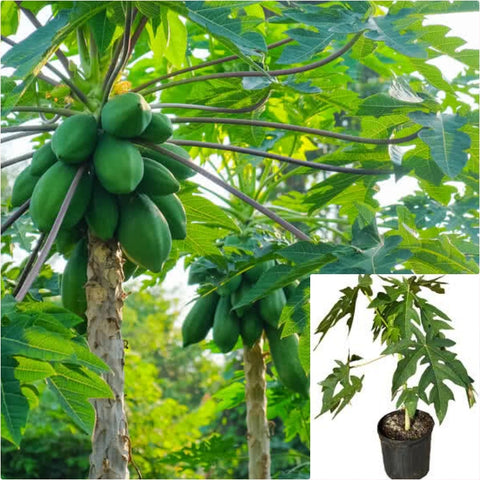 Carica papaya 1 Gallon Pawpaw Plant Betek Plant Melon Tree Live Plant Ht7