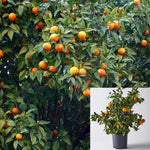 Citrus Orange Caracara Pink Standard Tree 5 Gallon Plant Cara Live Plant Fr7