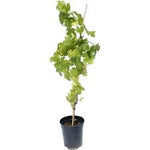 Grape Thompson Seedless 2Gallon Plant Thompson Seedless Grape Green Plant Outdoor Fruit Tree Live Plant Gr7 Fr7