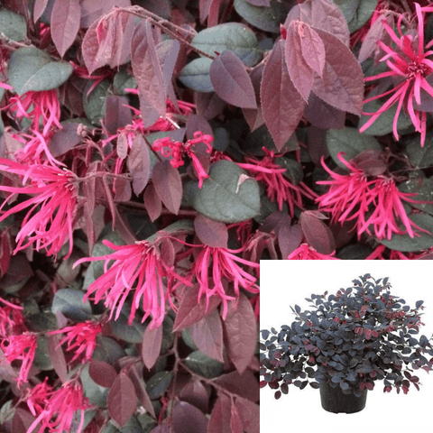 Loropetalum Chinense Be Plum Gorgeous 2 Gallon Daybreaks Flame Fringe Fragrants Flower Live Plant Ho7
