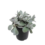 Kalanchoe Pumila Flower Dust 4Inches Pot Lavender Scallops Plant Live Plant Plan Ht7