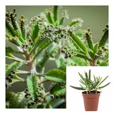 Mother Of Millions 4Inches Plant Kalanchoe Daigremontiana Plant Devils Backbone Plant Succulent Drought Tolerant Live Ht7