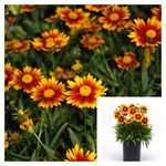 Coreopsis Lil Bang Daybreak 1Gallon Plant Tickseed Palnt Flower Live Plant Ho7