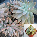 Dudleya greenei Rose succulent 4Inches Plant Greenes liveforever Pot Live Plant Ht7