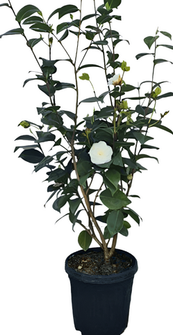 Camellia Sasanqua Setsugekka 7Gallon White Live Plant Gr7Ho7