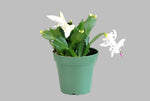 Christmas Cactus Zygocactus White Plant 4Inches Pot Schlumbergera Bridgesii Flower succulent best Live Plant Ht7