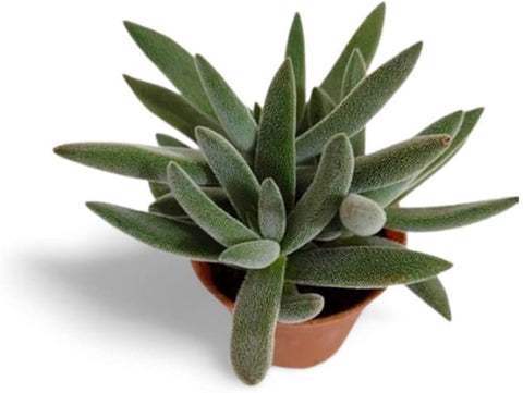 Crassula Mesembryanthemoides Plant 6Inches Moon Glow succulent Ht7