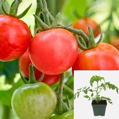 Tomato Patio Small Fruited 1 Gallon Plant Solanum Lycopersicum Veggies Ht7 Best Veggies