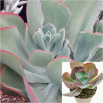 Echeveria Dusty Rose Plant 4Inches Echeveria gigantea Rose Purpus live plant Ht7