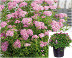 Spiraea Little Princess 5Gallon Plant Spirea Palnt Shrubs Live Plant Ho7