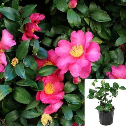 Camellia Sasanqua Bonanza 3Gallon Plant Semi Double Cerise Red Flowers Flower Live Plant Gr7