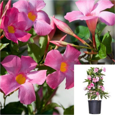 Mandevilla Sun Parasol Pink St 5 Gallon Ht7 Plant Pink Sun Parasol Mandevilla Plant Flower Live Plant Gr7