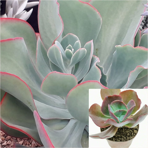 3 Cuttings Echeveria Dusty Rose Succulents Plant Echeveria gigantea Rose Purpus Plant Not Rooted