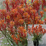 Anigozanthos Hybrid Bush Blitz 1 Gallon Plant Kangaroo Paw Plant Flower Live Plant Ho7