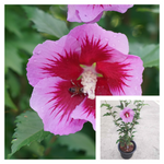 Hibiscus Syr Purple Pillar 3Gallon Plant Rose Of Sharon Palnt Flower Live Plant Ho7