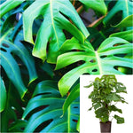 Monstera Deliciosa Split Leaf Philodendron Tree Plant 5 Gallon teared leave  Cheese house live plant  3-5 Ft Tall Best Ht7