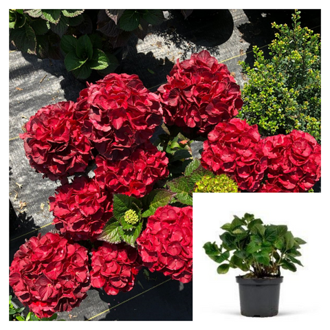 Hydrangea Be Cherry Go Round 2 Gallon Plant Palnt Flower Live Plant Ho7