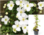 Clematis Montana Grandiflora 5 Gallon Plant White Anemone Palnt Climbers Live Plant Gr7 Ht7