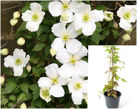 Clematis Montana Grandiflora 5Gallon Plant White Anemone Palnt Climbers Live Plant Gr7 Ht7