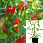 Pepper Numex Cajohns Serrano Chili Plant 1 Gallon One Huge Live Plant Plan Ht7