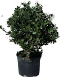 Feijoa Sellowiana Standard Tree 5Gallon Fruit Tree Feijoa Sellowiana Pineapple Guava Pineapple Guava Tree Gr7