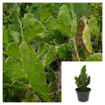 Opuntia Monacantha Plant 3 cutting Pot Common Prickly Pear succulent Live Plant Ht7