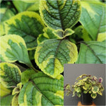 Plectranthus ciliatus 1 Gallon Indian borage Plant speckled spur flower Plant blue spur flower Live plant Ht7