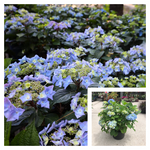 Hydrangea Es Pop Star 3Gallon Plant Bigleaf Palnt Shrubs Live Plant Ho7